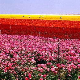 《冰汽时代1886》上架Steam：虚幻引擎 2027年发售