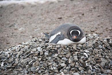 据报道《糖豆人》将在5月10日加入地图编辑器功能