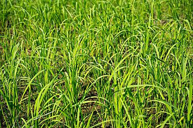 满分物理效果手游《板球编年史》 现已在Steam平台正式发售